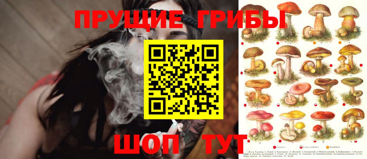 Псилоцибиновые грибы Psilocybe Грозный